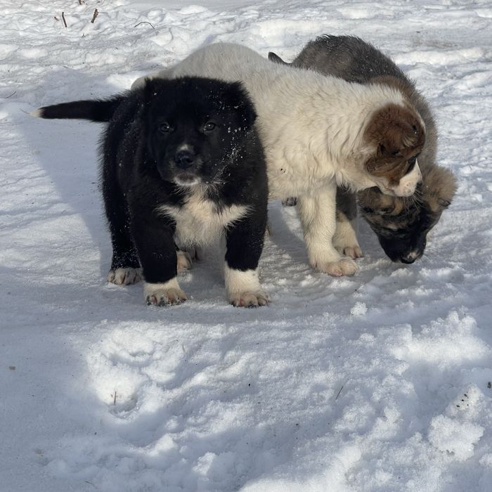 Щенки Алабая с привитые