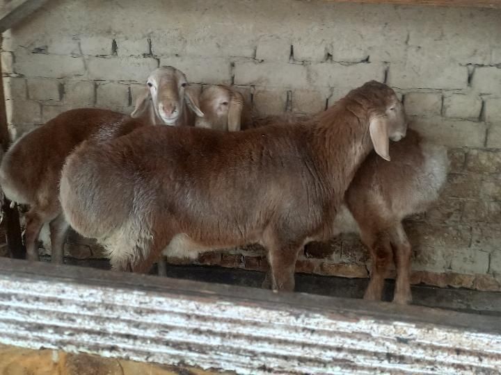 Кой  энр зорлари