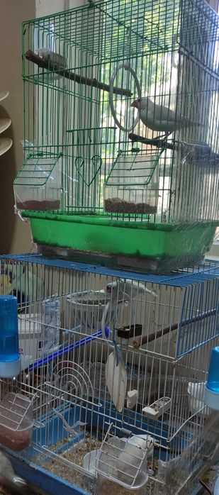 Рисовые Амадины.