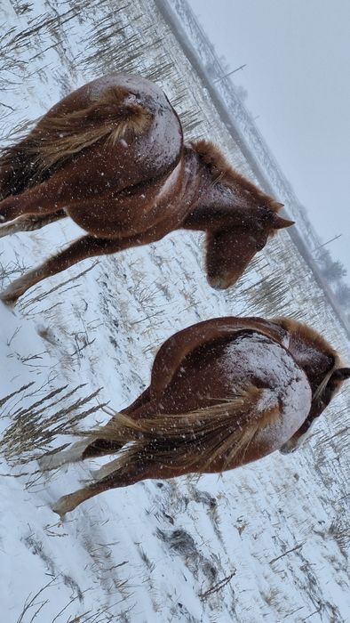 Тяж байталдар сатылады