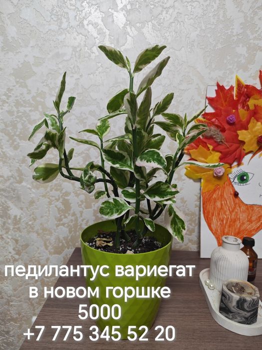 Продаются разные комнатные цветы
