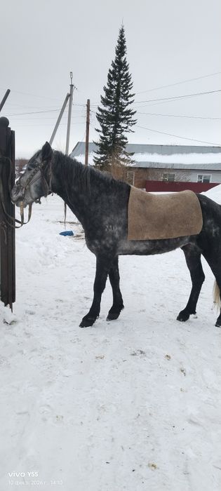 Продам Жеребца иноходец