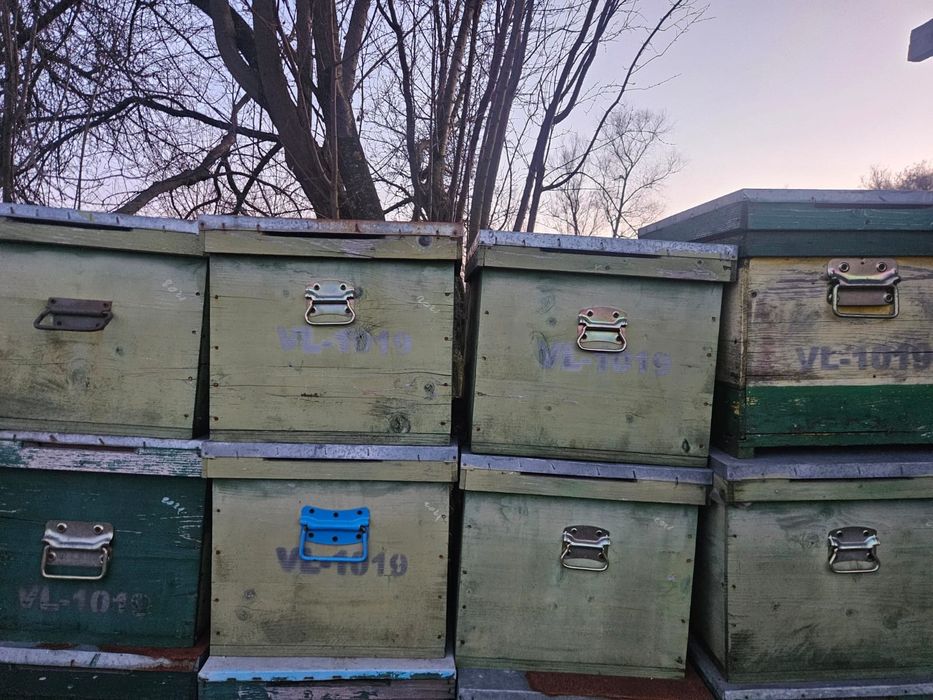 Cuti stupi pe zece rame +cat intreg si rame tei