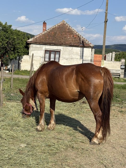 Iapa cu manz de vanzare