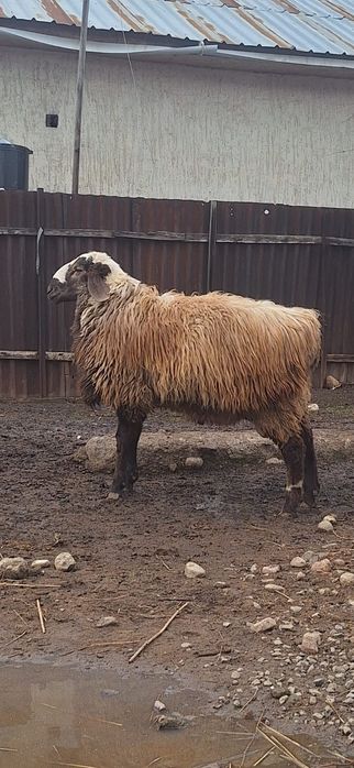 Тоқты қошқар    сатылады