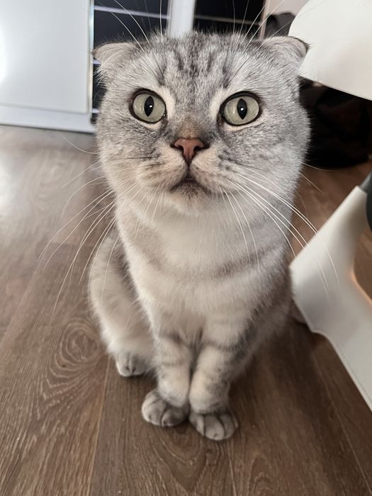 Отдам кота в добрые руки