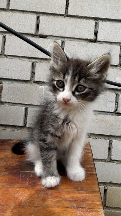 Котята 2кота/2кошки