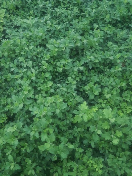 Butasi Crizanteme Multiflora