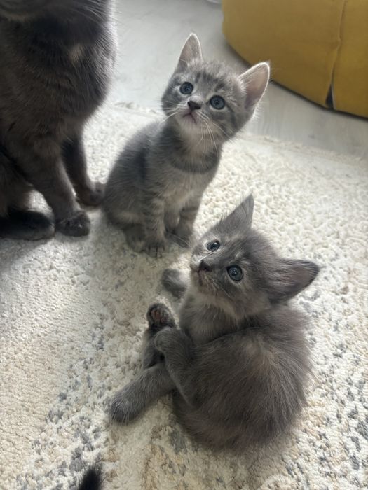 Котята бесплатно