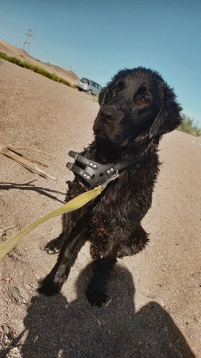 Лабрадор-ретривер(девочка 3года) для вязки