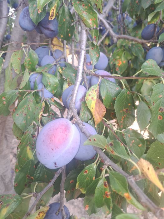 Prune anașpet+un soi de prune foarte mari se poate viziona in poza