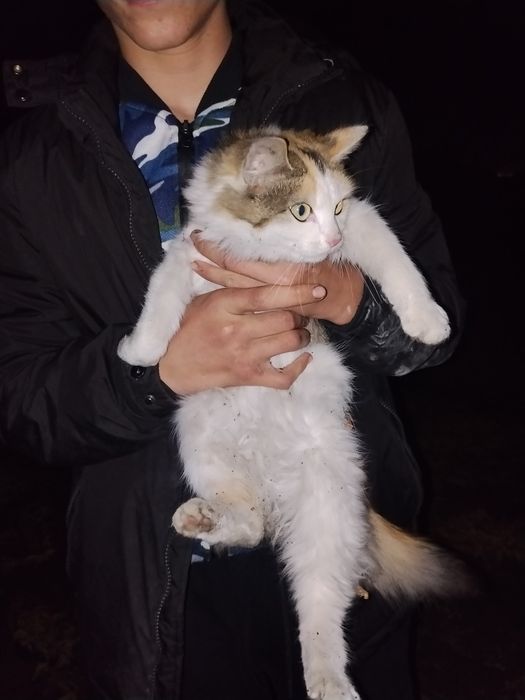 Одам в хорошие руки кошку