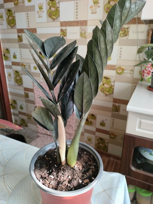 Чёрный Замиокулькас