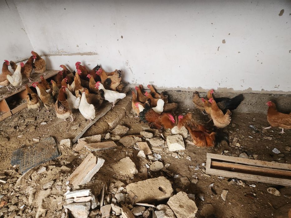 Кучин тауықтары сатылады