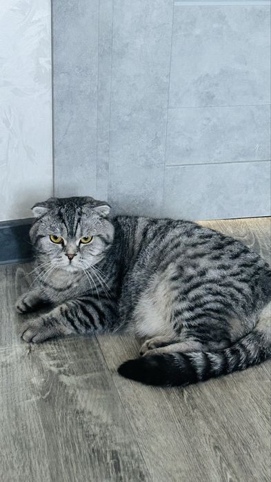 Отдам кота в добрые руки