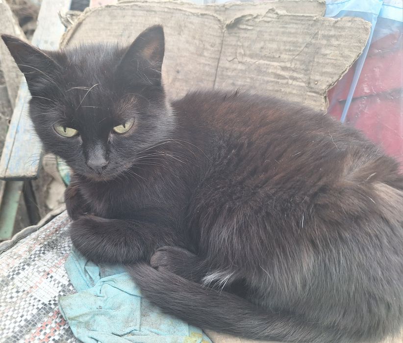 дарю кошечку двух лет