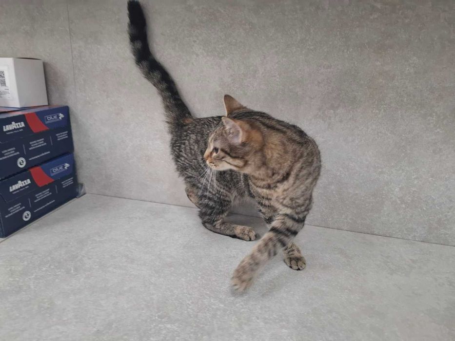 Котета търсят своя дом