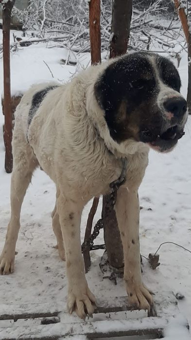 ПорОдиСтыЕ соБаЧки а приюте