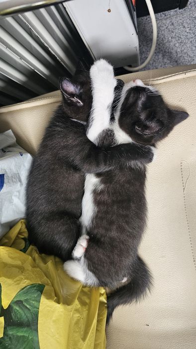 Малки сладки котенца