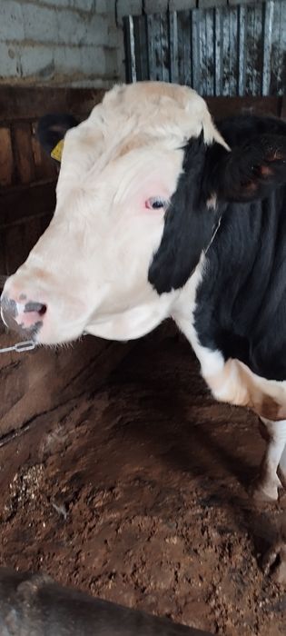 Симнтал гибрид бука 2 яшар хали тиш бумаган буйи 160 срочно сотлади ср