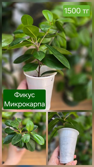 Фикус Микрокарпа