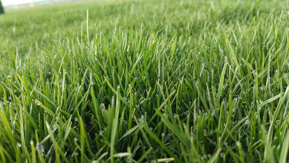 Сад озеленение газон