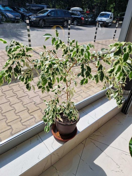 Фикус „Бенджамин“ шарени листа 1м.