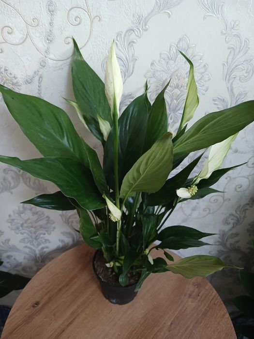 Комнатные растения