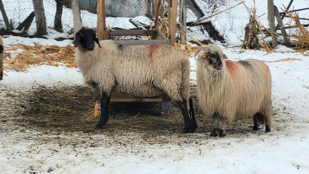 Oi carabase de vanzare