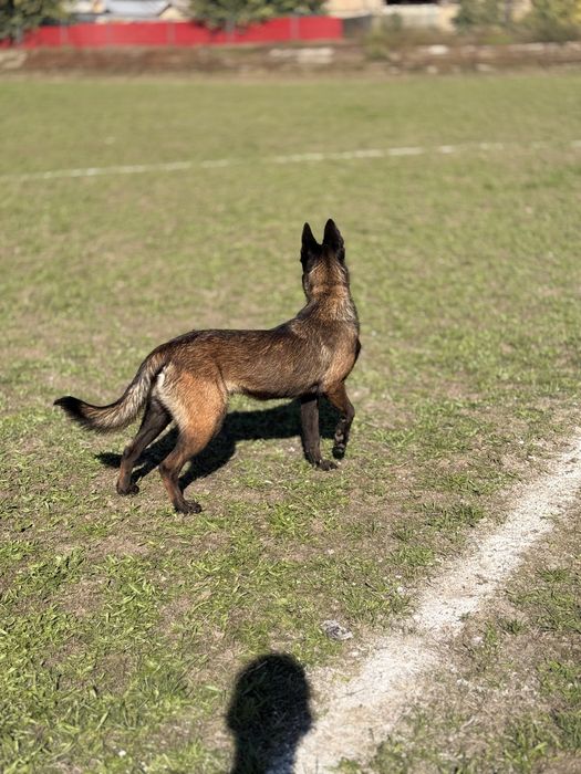 Belgian Malinois