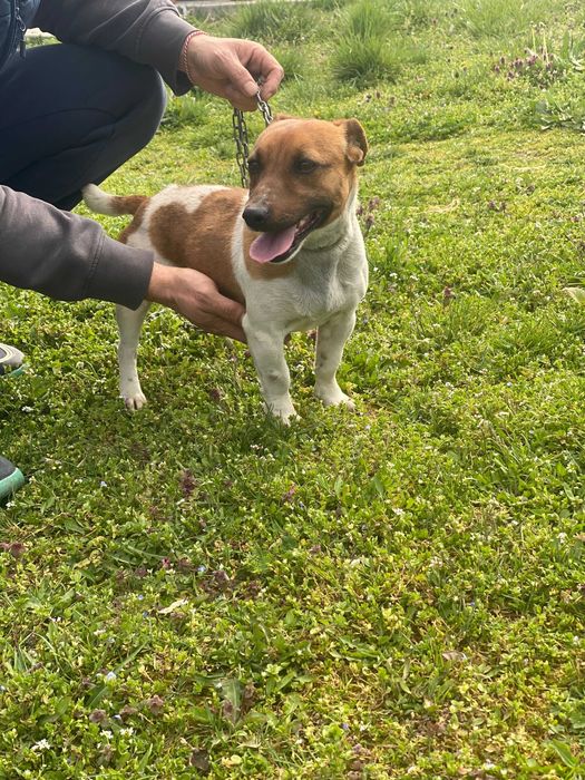 Мини Джак ръсел териер