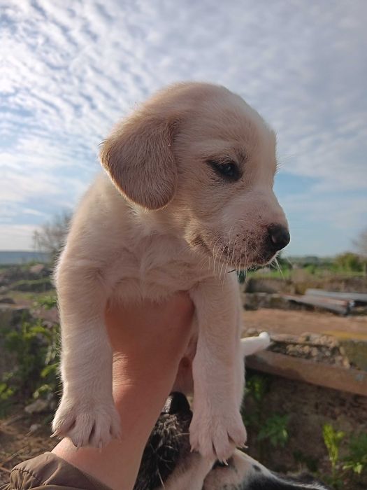 Подарявам кученца