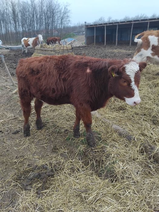 vand vițică bălțată romaneasca