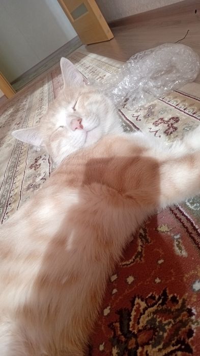 Отдам кота в хорошие руки!!!