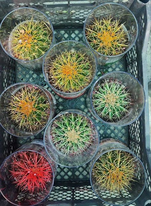 Кактусы разные продаются
