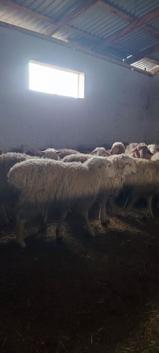 Семиз токты сатылады