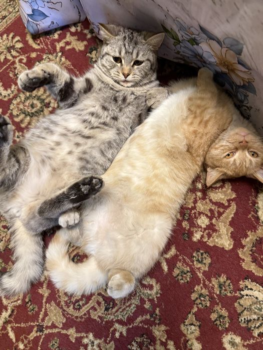 Котята домашние , только девочкиии