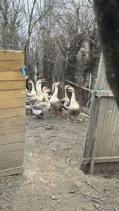 Gaste si gascani de vanzare