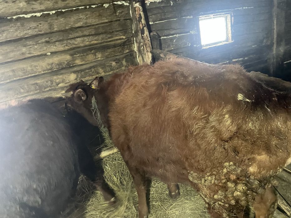 Быки  1год 2бык 1 телка