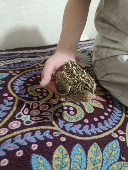 Bedana sotiladi yovvoyi huhuddan tutilgan