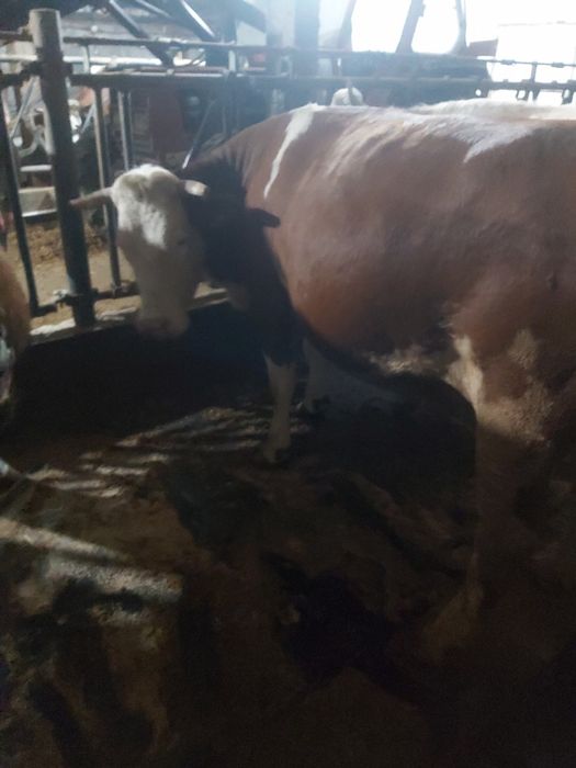 Vaci  tine și bine intretinute