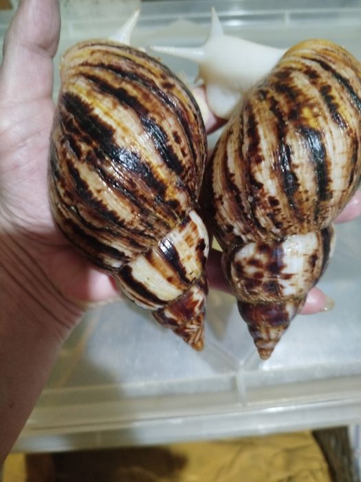 Косметологические улитки фулики и ретикулята Альбино боди и яйца улито