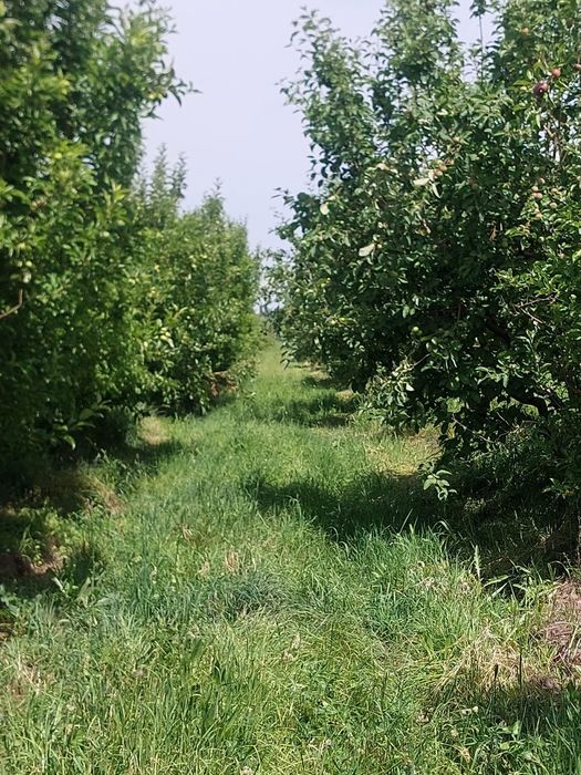 Сад продам 5 гектаров ниже Бака