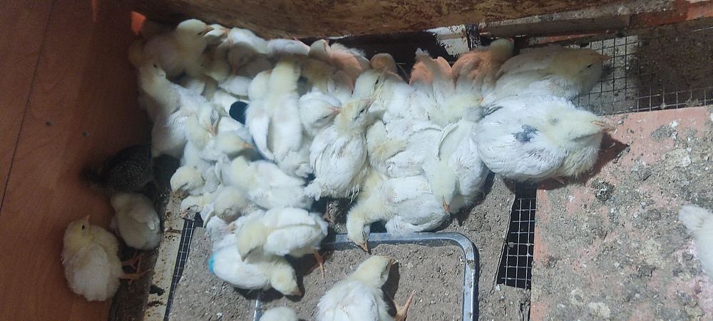 Продам цыплят бройлеров,