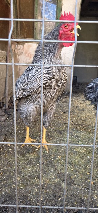 Vând cocosi Plymouth Rock Barat