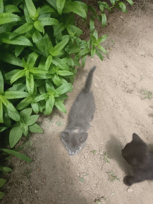 Бесплатно в добрые руки