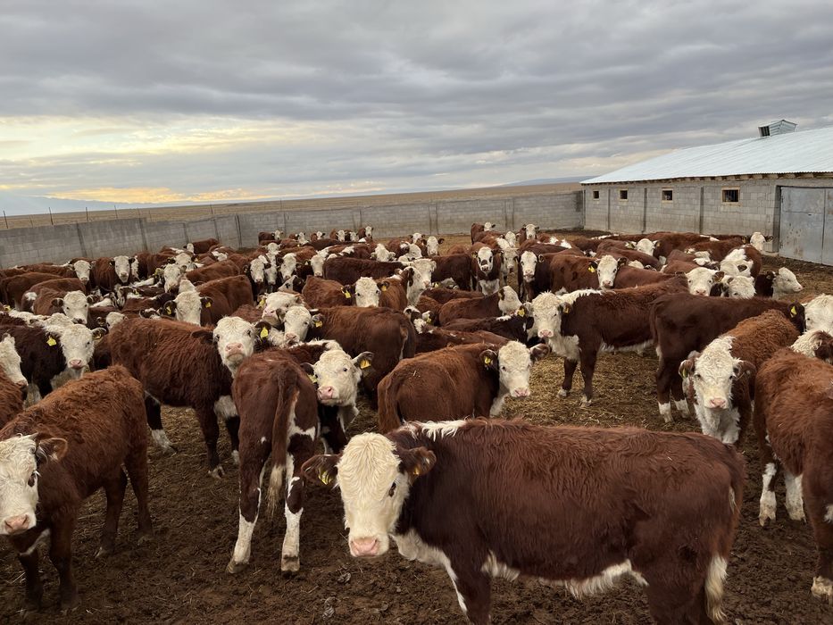 Племенной бұзау ұрғашылары