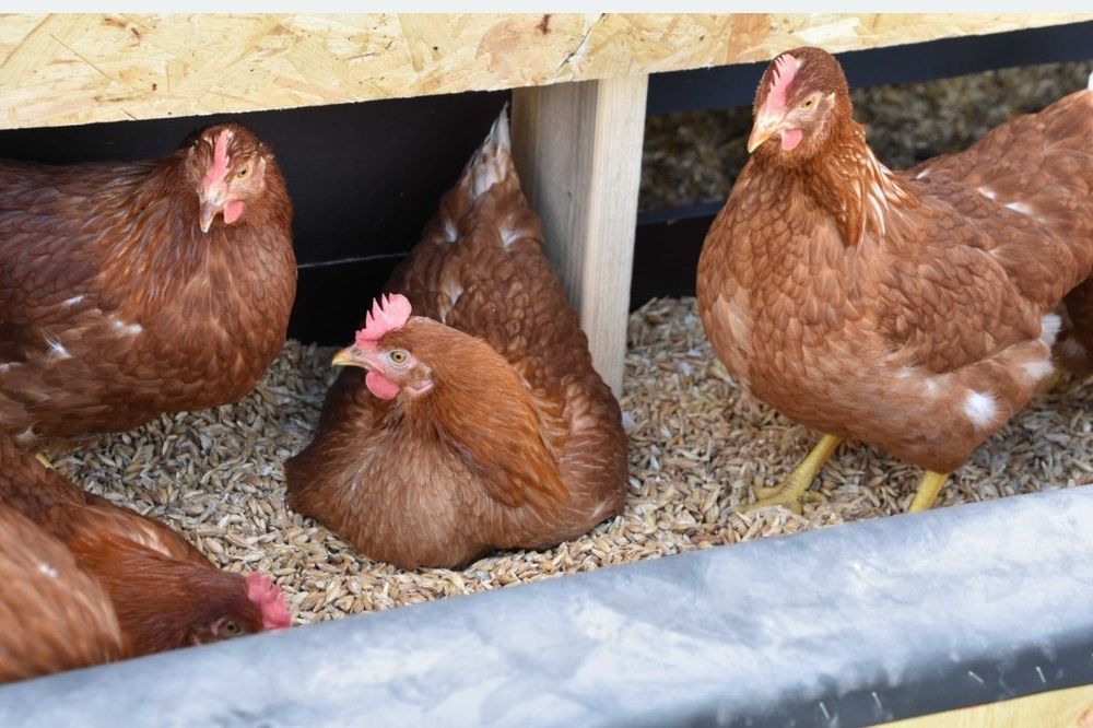 Ouă de casă proaspete și sănătoase