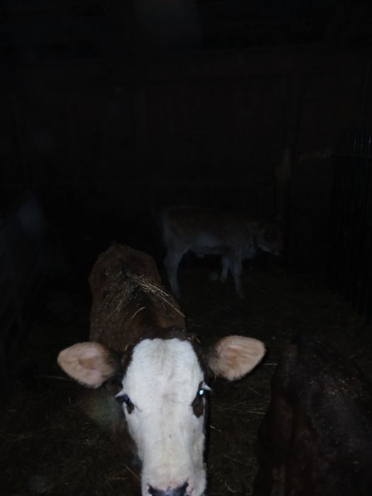 Vând viței sugarii