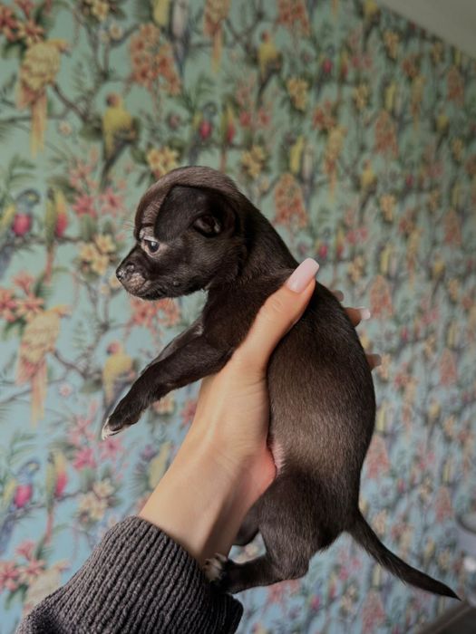 Чихуахуа мальчик